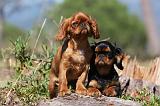 KING CHARLES SPANIEL 122